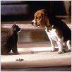 Comme chiens et chats : photo Lawrence Guterman