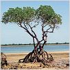 Arbres : photo