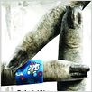 Scary Movie 4 : affiche David Zucker
