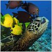 Deep Sea dansons sous la mer : photo Howard Hall