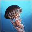Deep Sea dansons sous la mer : photo Howard Hall