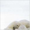 Un jour sur Terre : photo Alastair Fothergill