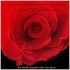 L'Amour aux temps du choléra : affiche Mike Newell