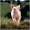 Babe, le cochon devenu berger : photo Chris Noonan