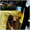 Simplement irrésistible : photo Mark Tarlov, Sarah Michelle Gellar