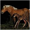 La Vie sauvage des animaux domestiques : photo Dominique Garing, Frédéric Goupil