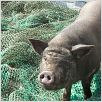 Le cochon de Gaza : photo Sylvain Estibal
