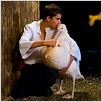 Nicostratos le pélican : photo Olivier Horlait, Thibault Le Guellec