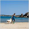 Nicostratos le pélican : photo Olivier Horlait, Thibault Le Guellec