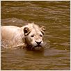 White Lion : photo