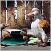 Le Vilain petit canard : photo