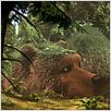 L'Ours Montagne : photo