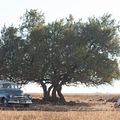 Mandela : Un long chemin vers la liberté : Photo Idris Elba, Naomie Harris