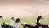 <strong>Le bonheur est dans le pré</strong> Bande-annonce VF