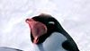 <strong>Happy Feet</strong> Bande-annonce (2) VO