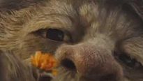 <strong>Max et les maximonstres</strong> Bande-annonce (3) VO