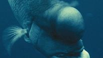 <strong>Océans</strong> Teaser VF