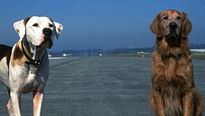 <strong>L'Incroyable Voyage à San Francisco</strong> Bande-annonce VO