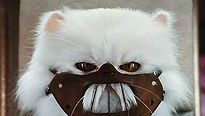 <strong>Comme chiens et chats - La Revanche de Kitty Galore</strong> Extrait vidéo VO