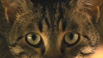 <strong>La Vie sauvage des animaux domestiques</strong> Bande-annonce VF