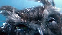<strong>Le Royaume de Ga'Hoole - la légende des gardiens</strong> Extrait vidéo (6) VF