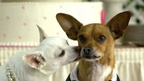 <strong>Le Chihuahua de Beverly Hills 2</strong> Bande-annonce VF