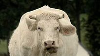 <strong>Bovines</strong> Teaser VF