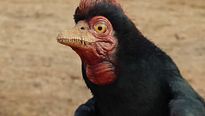 <strong>Sur la terre des dinosaures, le film 3D</strong> Making Of VO