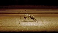 Minuscule - EXTRAIT "La boite à sucre"