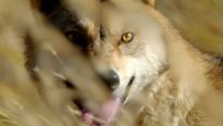 <strong>Le Dernier loup</strong> Teaser VF
