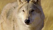 <strong>Le Dernier loup</strong> Bande-annonce VO