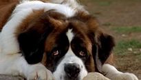 <strong>Top 5</strong> N°527 - Les chiens (pas animés)