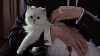 <strong>Top 5</strong> N°532 - Les chats (pas animés)