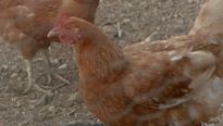 Joe Hill - EXTRAIT VOST "Les poules"