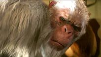 Chair de Poule - EXTRAIT VOST "L'abominable homme des neiges"