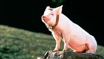 <strong>Top 5</strong> N°272 - Les gentils cochons