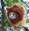 Katé Rina
