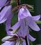 platycodon