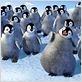 Happy Feet : photo George Miller
