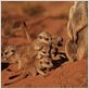 La Famille Suricate : photo