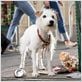 Palace pour chiens : photo Thor Freudenthal