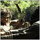 Ong-Bak 2, la naissance du dragon : photo Tony Jaa
