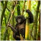 Bonobos : photo Alain Tixier
