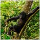 Bonobos : photo Alain Tixier