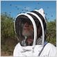 Des Abeilles et des Hommes : photo