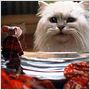 Stuart Little