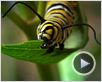 Pollen Extrait vidéo (2)