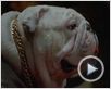 Un Chien dans la mafia Bande-annonce VO