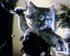 Comme chiens et chats Bande-annonce VO