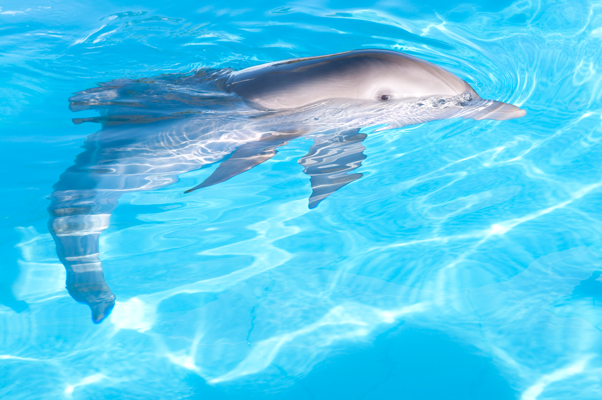 Photo du film L'Incroyable histoire de Winter le dauphin - Photo 19 sur 40 - AlloCiné